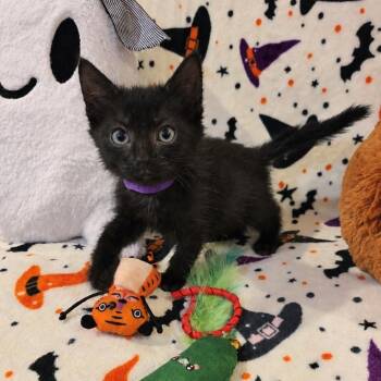 Remedy -  Domestic Short Hair Cat for Adoption in Mastic, New York - Remedy | PetCurious