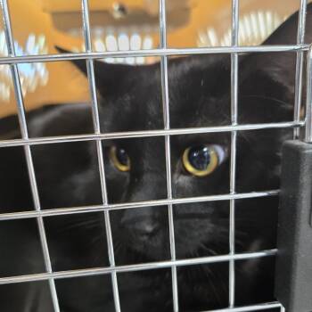 Mirage -  Domestic Short Hair Cat for Adoption in Newark, New Jersey - Mirage | PetCurious