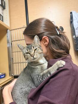 Sue -  Domestic Short Hair Cat for Adoption in Worcester, Massachusetts - Sue | PetCurious