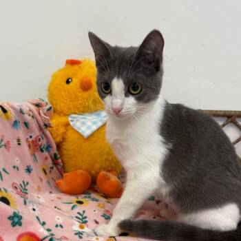 Domestic Short Hair Cats Available for Adoption - Ciara | PetCurious