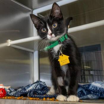 GUNTHER -  Domestic Short Hair Cat for Adoption in St. Louis, Missouri - GUNTHER | PetCurious