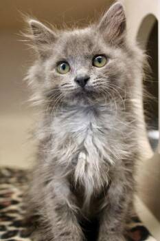 Stella -  Domestic Short Hair Cat for Adoption in Morgantown, Kentucky - Stella | PetCurious