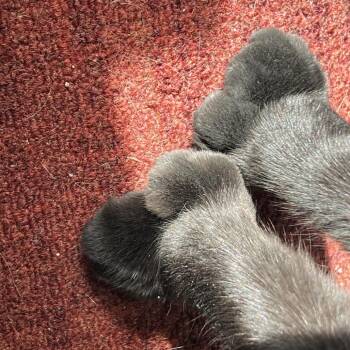 Hector -  Domestic Short Hair Cat for Adoption in Bismarck, North Dakota - Hector | PetCurious