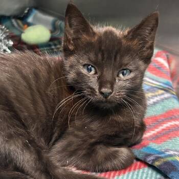 Meatball -  Domestic Short Hair Cat for Adoption in Spruce Pine, North Carolina - Meatball | PetCurious