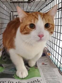SHORT STACK -  Domestic Short Hair Cat for Adoption in Fort Lauderdale, Florida - SHORT STACK | PetCurious