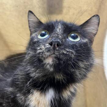 SVAS-Stray-38856 -  Domestic Short Hair Cat for Adoption in Lyndhurst, Virginia - SVAS-Stray-38856 | PetCurious