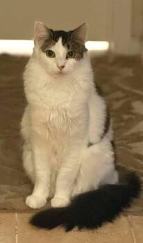 Mayhem -  Domestic Long Hair Cat for Adoption in Anchorage, Alaska - Mayhem | PetCurious