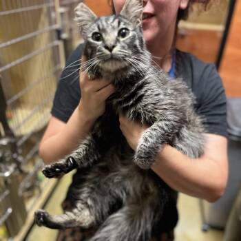 Rescue Domestic Long Hair Cats for Adoption in Hemet, California - Nick | PetCurious