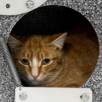 Hedgehog -  Domestic Short Hair Cat for Adoption in Salt Lake City, Utah - Hedgehog | PetCurious