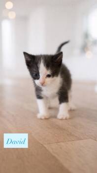 Tuxedo Cats Available for Adoption - David  | PetCurious