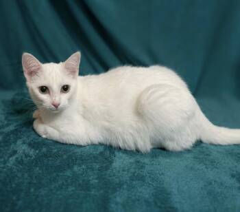 Pongo - Sister of Pingo -  Siamese and Domestic Short Hair Cat for Adoption - Pongo - Sister Of Pingo | PetCurious