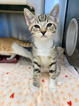 Gilligan -  Domestic Short Hair Cat for Adoption in Grants Pass, Oregon - Gilligan | PetCurious