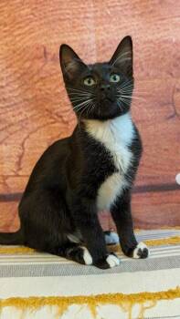 Ink -  Domestic Short Hair Cat for Adoption in Beaverton, Oregon - Ink | PetCurious