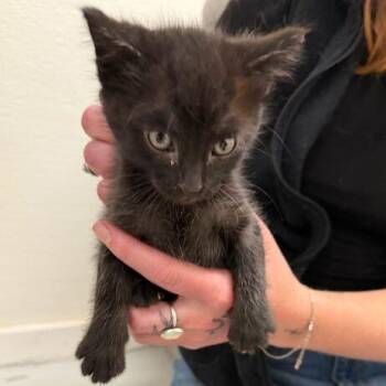 Tic Tac -  Domestic Short Hair Cat for Adoption in Driggs, Idaho - Tic Tac | PetCurious