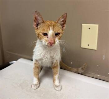 BREN -  Domestic Short Hair Cat for Adoption in Conroe, Texas - BREN | PetCurious