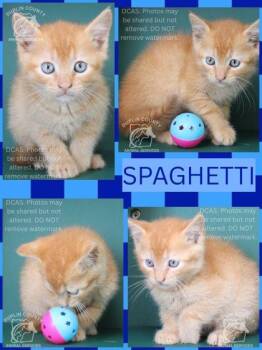 SPAGHETTI -  Domestic Short Hair Cat Available for Adoption in Kenansville, North Carolina - SPAGHETTI | PetCurious
