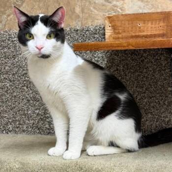 Domestic Short Hair Cats Available for Adoption in Woodbury, New Jersey - Eldon | PetCurious