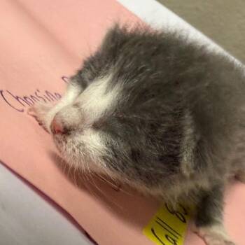 Shasta -  Domestic Short Hair Cat for Adoption in Yuma, Arizona - Shasta | PetCurious