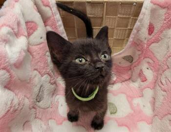 Seaweed -  Domestic Short Hair Cat for Adoption in Warner Robins, Georgia - Seaweed | PetCurious