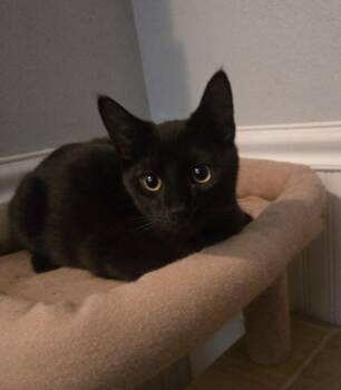 Domestic Short Hair Cats Available for Adoption in Monrovia, California - Salem | PetCurious