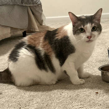 Rescue Dilute Calico and Domestic Short Hair Cats for Adoption in Knoxville, Tennessee - Flo | PetCurious