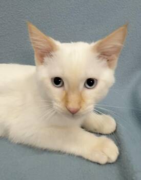 Siamese Cats Available for Adoption in Minneapolis, Minnesota - Remington | PetCurious