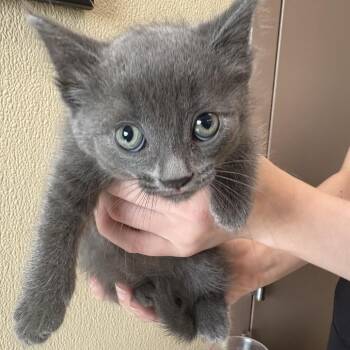 Timber -  Domestic Short Hair Cat for Adoption in Clavet, Saskatchewan - Timber | PetCurious