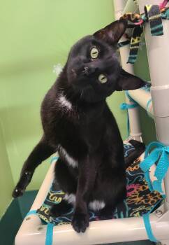 Kid (FIV pos) -  Domestic Short Hair Cat for Adoption in Kirkland, Washington - Kid (FIV Pos) | PetCurious