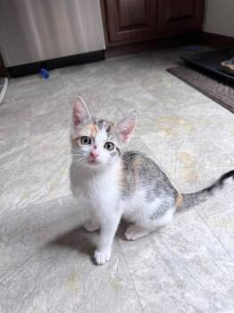 Moon -  Domestic Short Hair Cat for Adoption in Saint Charles, Missouri - Moon | PetCurious
