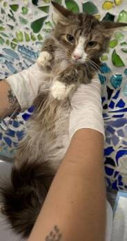 LILAC -  Domestic Medium Hair Cat for Adoption in Pensacola, Florida - LILAC | PetCurious