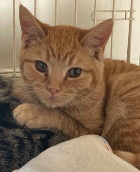 Rescue Domestic Short Hair Cats for Adoption in Westfield, New York - Lionel | PetCurious