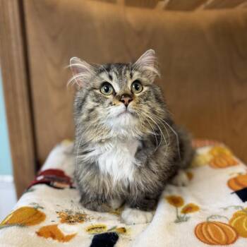 Oxbow -  Domestic Long Hair Cat for Adoption in Fargo, North Dakota - Oxbow | PetCurious