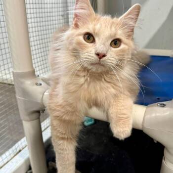 Wabash Cannonball -  Domestic Medium Hair Cat for Adoption in Fredericksburg, Virginia - Wabash Cannonball | PetCurious