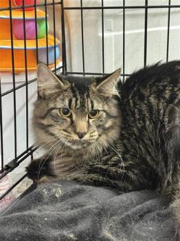 Rescue Domestic Short Hair Cats for Adoption in Largo, Florida - Karter | PetCurious