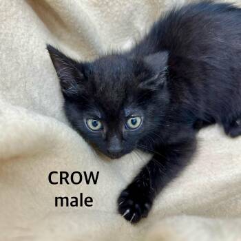 Rescue Domestic Short Hair Cats for Adoption in Sonora, California - Crow | PetCurious