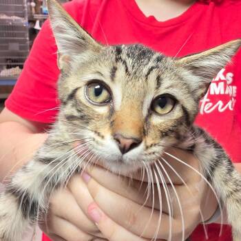 Guac -  Domestic Short Hair Cat for Adoption in Leander, Texas - Guac | PetCurious