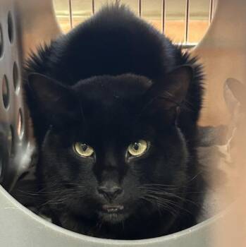 Filbert -  Domestic Medium Hair Cat for Adoption in Vancouver, Washington - Filbert | PetCurious