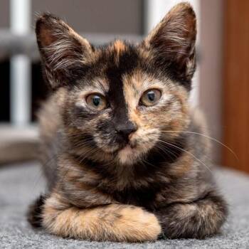 Domestic Short Hair Cats Available for Adoption in Des Moines, Iowa - Nyx | PetCurious