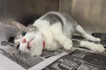 Tartar Sauce -  Domestic Short Hair Cat for Adoption in Westland, Michigan - Tartar Sauce | PetCurious