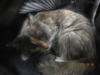 Domestic Medium Hair Cats Available for Adoption in Marietta, Georgia - Koda(654) | PetCurious