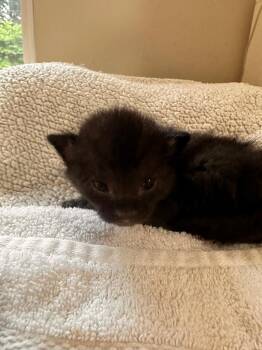 *Yogurt -  Domestic Short Hair Cat for Adoption in Newnan, Georgia - *Yogurt | PetCurious