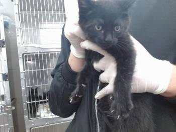 THEODOR -  Domestic Short Hair Cat for Adoption in Salinas, California - THEODOR | PetCurious