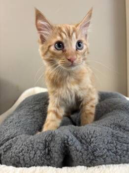 Hashbrown -  Domestic Short Hair Cat for Adoption in Liverpool, New York - Hashbrown | PetCurious