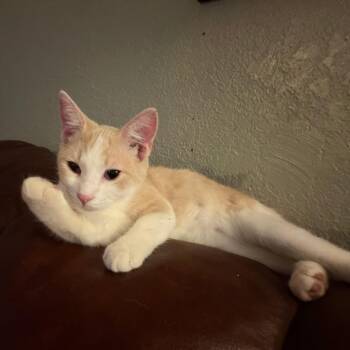 Domestic Short Hair Cats Available for Adoption in Tulsa, Oklahoma - Clover | PetCurious