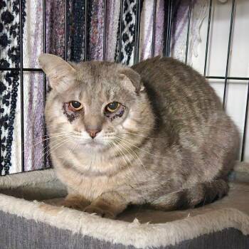 Walter (Wally) -  Domestic Short Hair Cat for Adoption in Alexandria, Virginia - Walter (Wally) | PetCurious