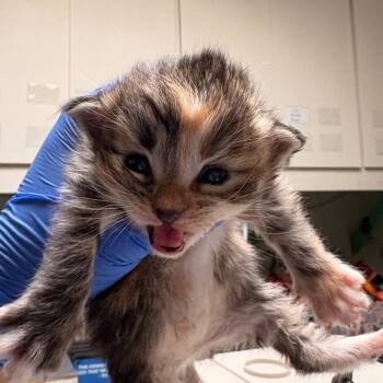 Domestic Short Hair Cats Available for Adoption in Dallas, Texas - Dory | PetCurious