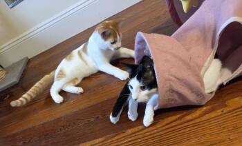 Rescue Domestic Short Hair Cats for Adoption in Melrose, Massachusetts - Lime, Rickey And Slushie | PetCurious