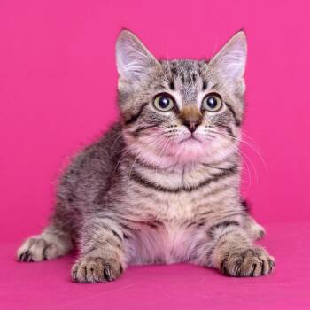 Monster Mash -  Domestic Short Hair Cat for Adoption in Franklin, Tennessee - Monster Mash | PetCurious
