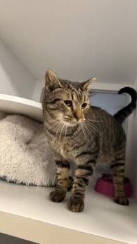 Domestic Short Hair Cats Available for Adoption - Nash | PetCurious