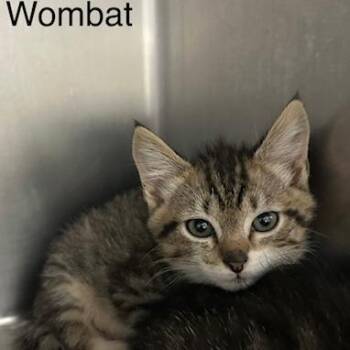 Wombat -  Domestic Short Hair Cat Available for Adoption in Knoxville, Tennessee - Wombat | PetCurious
